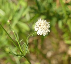 Cephalaria leucantha