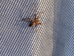 Pisaurina mira