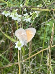 Coenonympha california