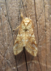 Lophocampa caryae