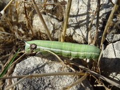 Macroglossum stellatarum