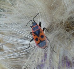 Pyrrhocoris apterus