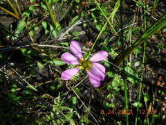 Sabatia kennedyana