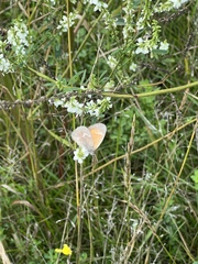 Coenonympha california