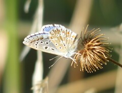 Polyommatus
