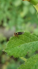 Holcocephala