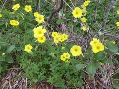 Oxalis pes-caprae