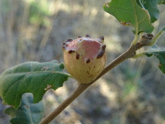 Andricus quercustozae