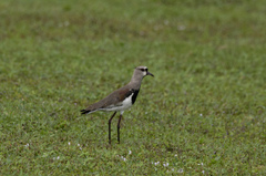 Vanellus chilensis