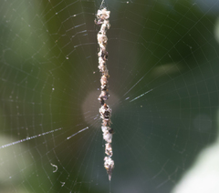 Cyclosa