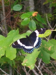Limenitis arthemis arthemis