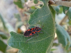 Spilostethus saxatilis