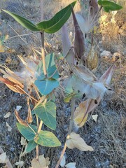 Asclepias cordifolia