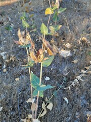 Asclepias cordifolia