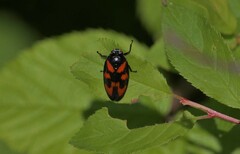Cercopis vulnerata