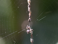 Cyclosa