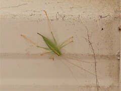 Meconema thalassinum