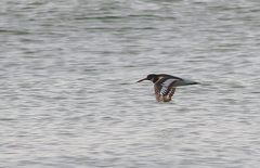 Haematopus ostralegus