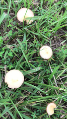 Conocybe