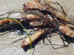 Styela montereyensis