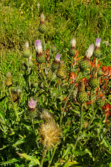Cirsium
