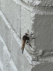 Promachus rufipes