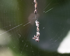 Cyclosa