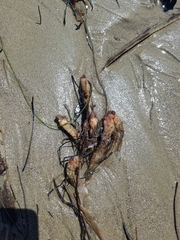 Styela montereyensis