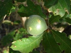 Andricus infectorius