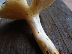Lactarius maculatipes