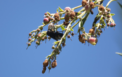 Copestylum mexicanum