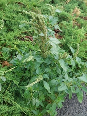Amaranthus hybridus