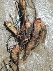 Styela montereyensis