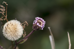 Erigeron acris