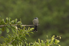 Tyrannus melancholicus