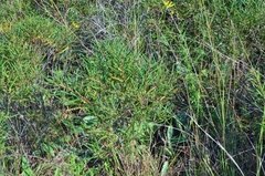 Comptonia peregrina