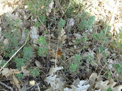 Cryptocheilus annulatus