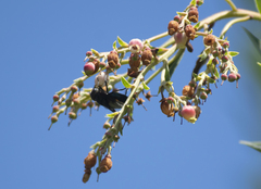 Copestylum mexicanum