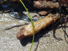 Styela montereyensis