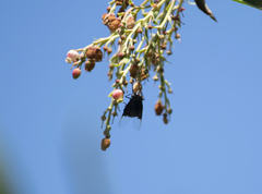 Copestylum mexicanum