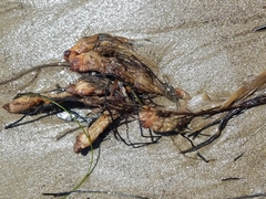 Styela montereyensis