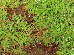 Cardamine hirsuta