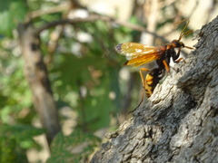 Cryptocheilus annulatus