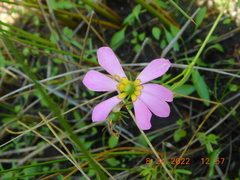 Sabatia kennedyana