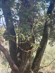 Arbutus menziesii