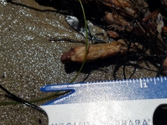 Styela montereyensis