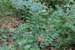 Astragalus glycyphylloides