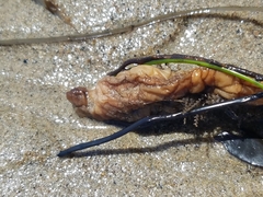 Styela montereyensis