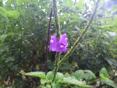 Stachytarpheta