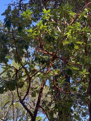 Arbutus menziesii